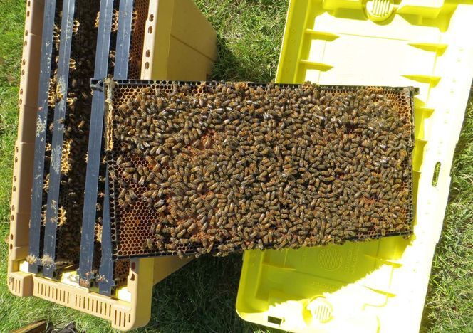 2026 Reservations:  Nucs, Honeybees, Beehive, Bees