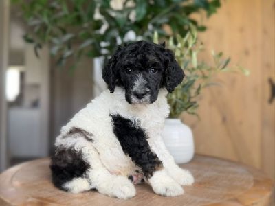 AKC Standard Poodle Puppies
