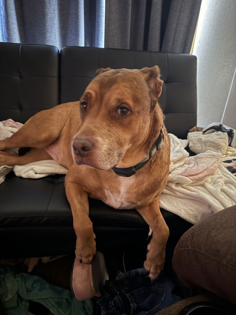 Pitbull/boxer - Male, 8 Years Old