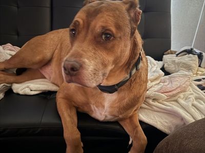 Pitbull/boxer - Male, 8 Years Old