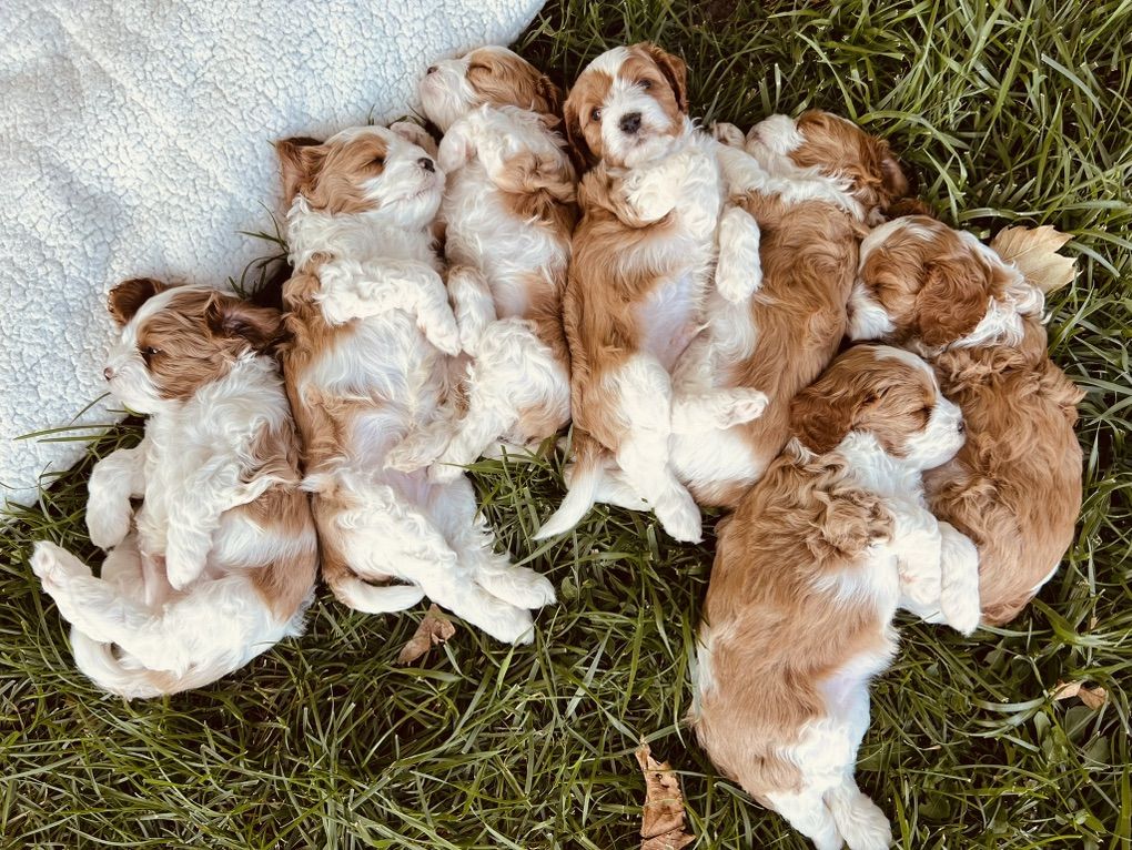 AKC Poodle Stud, 12#, FF, +/+, Parti Poodle