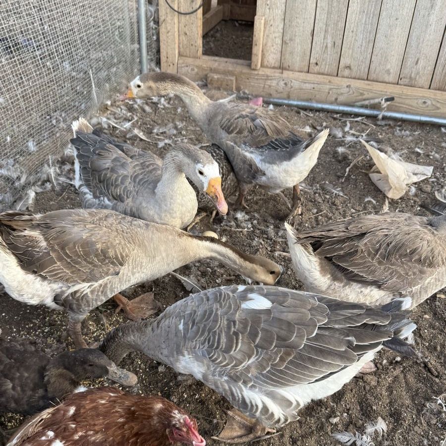 Healthy Geese for Sale - Great for Farm or Homestead