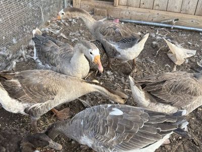 Healthy Geese for Sale - Great for Farm or Homestead