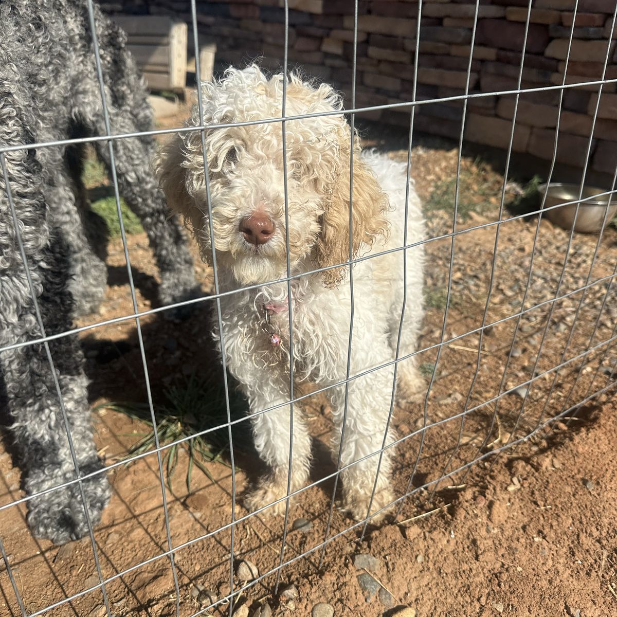 Standard Poodle Puppy Female 15 Weeks Old
