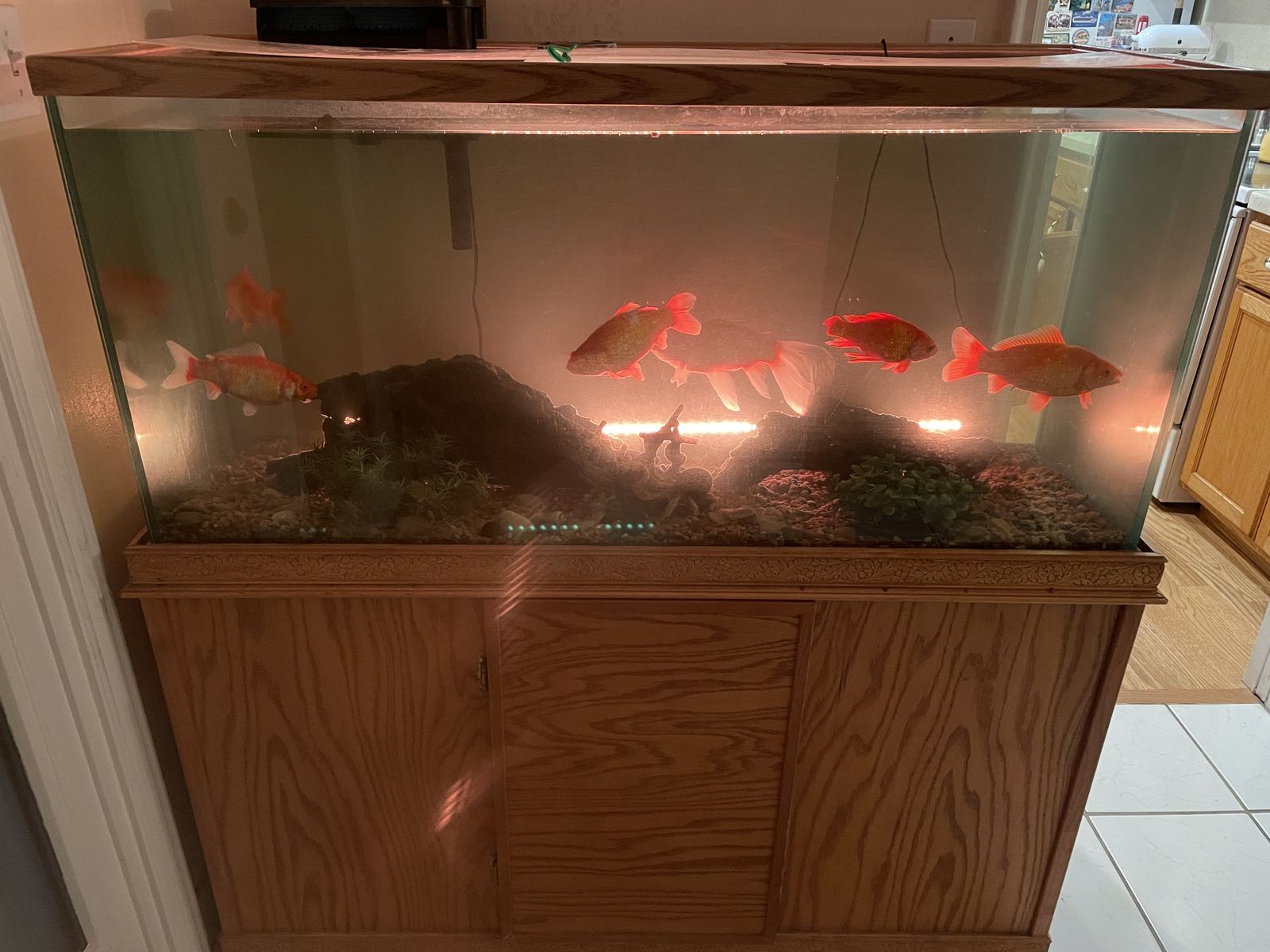 75-gallon fish tank and cabinet and six fish