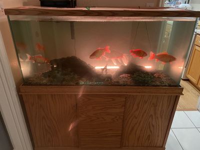 75-gallon fish tank and cabinet and six fish