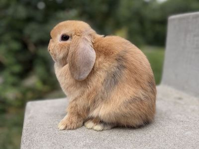 Holland Lop Doe