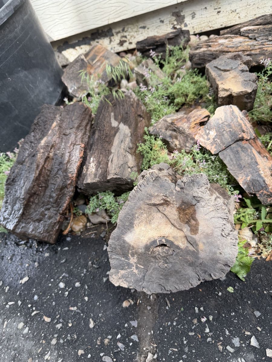 Petrified Wood
