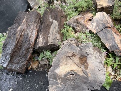 Petrified Wood