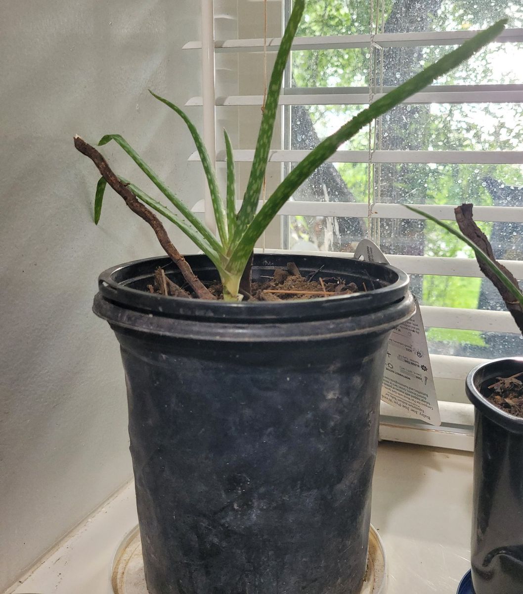 aloe vera plants