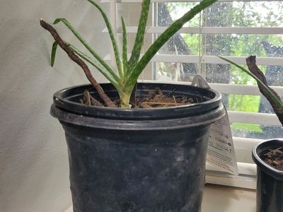 aloe vera plants