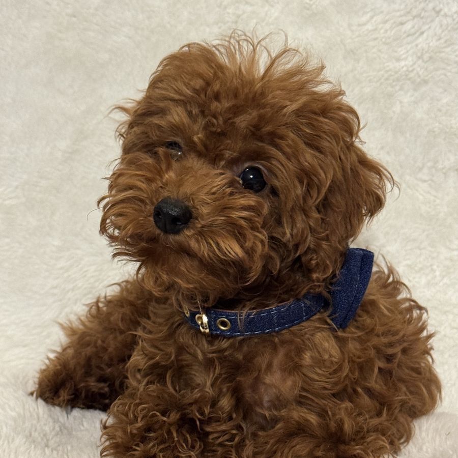 Micro Goldendoodle boy. Bernedoodle Cavapoo Aussi