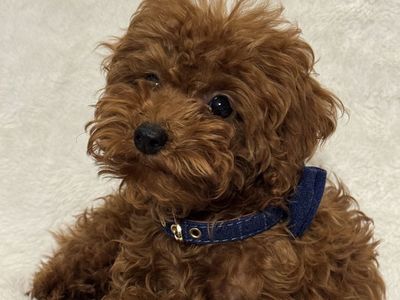 Micro Goldendoodle boy. Bernedoodle Cavapoo Aussi