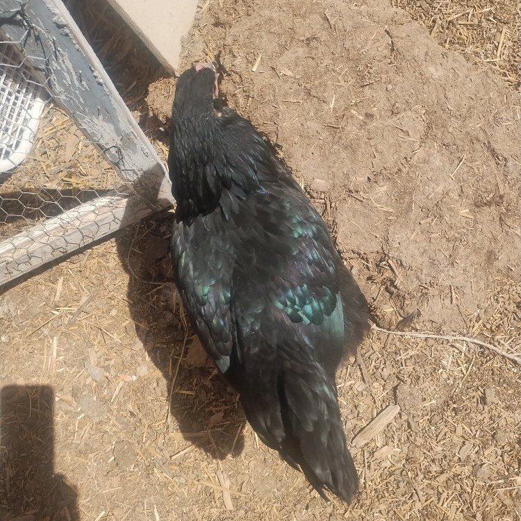 2 black orpington pullets