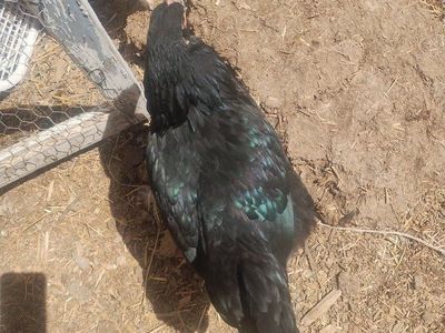 2 black orpington pullets