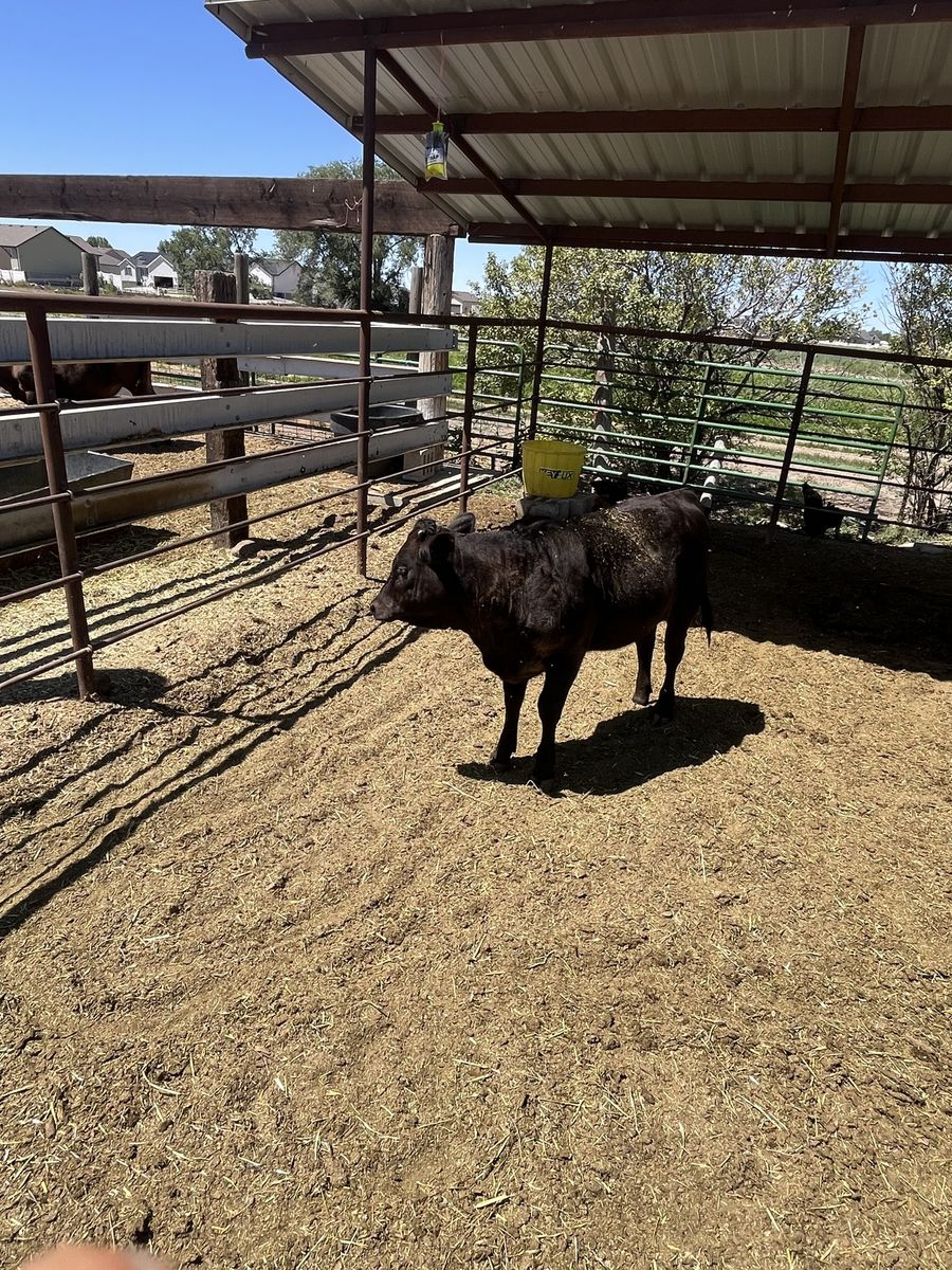 Angus Cross/American Akaushi Heifer Calves - Future Replacement Heifers (Born Early This Year)