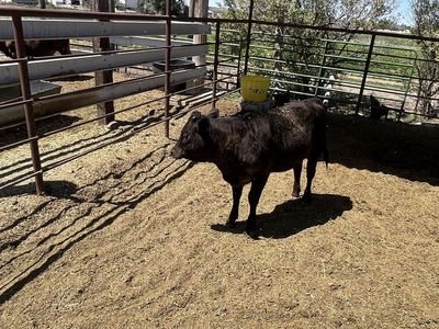 Angus Cross/American Akaushi Heifer Calves - Future Replacement Heifers (Born Early This Year)