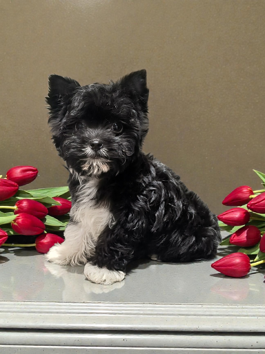 Tiny Rare Yorkie Puppy (Yorkshire Terrier)