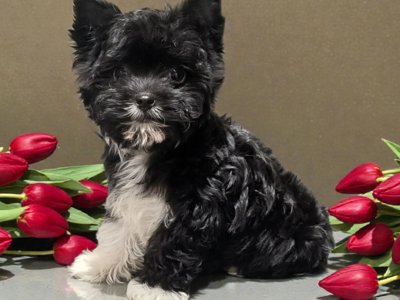 Tiny Rare Yorkie Puppy (Yorkshire Terrier)