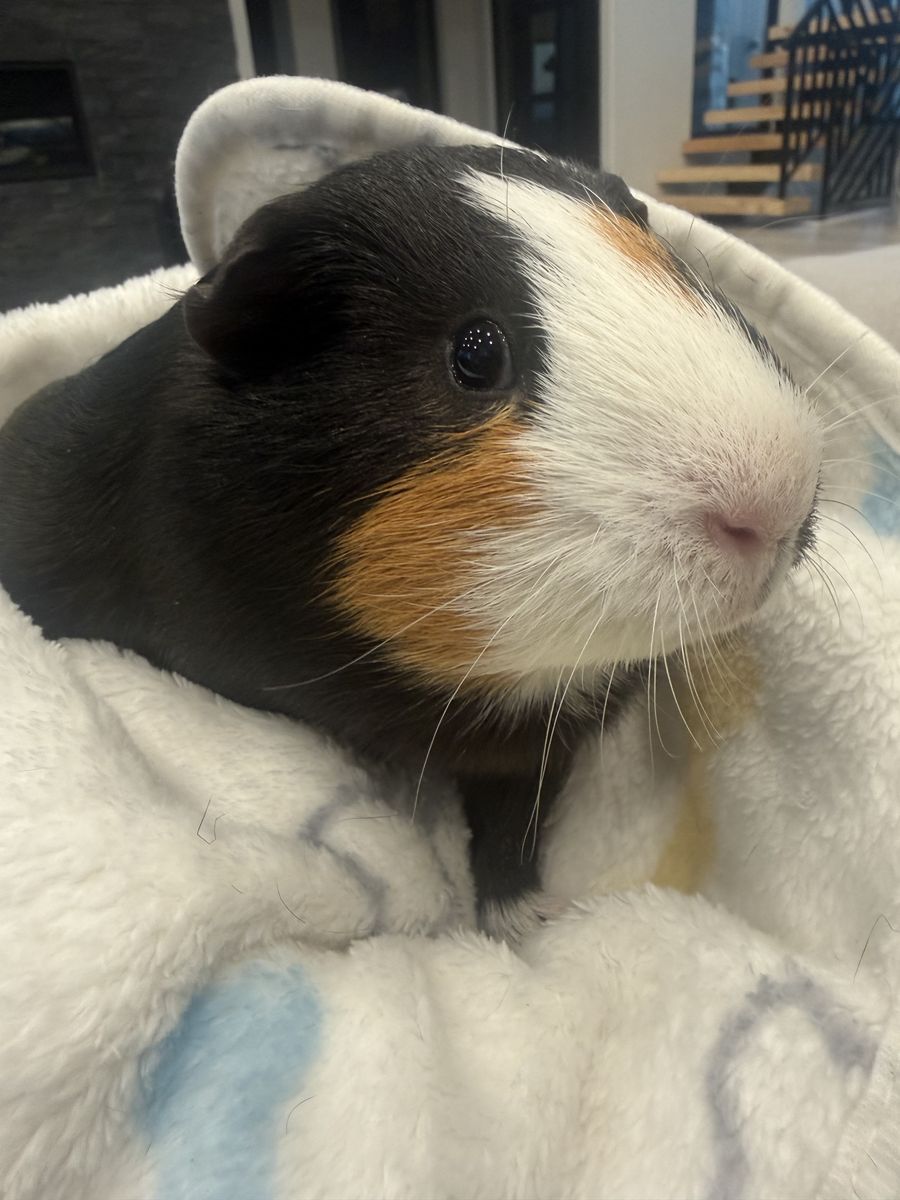 Guiness the Guinea Pig
