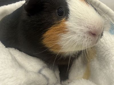 Guiness the Guinea Pig