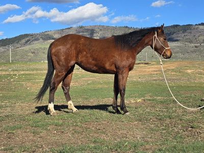 2024 Excellent Prospect Filly