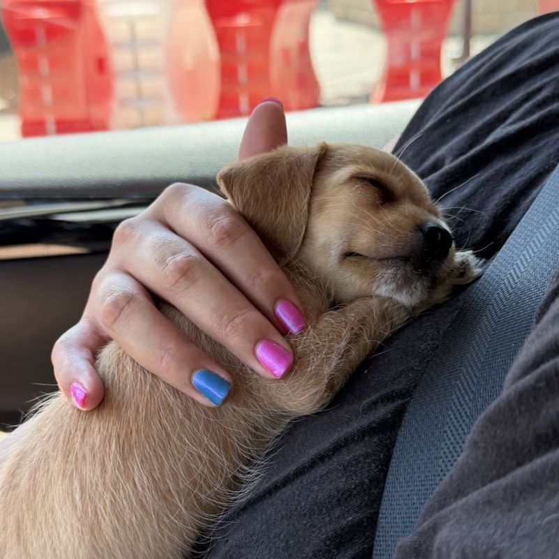 Sweet Chi-poo puppy