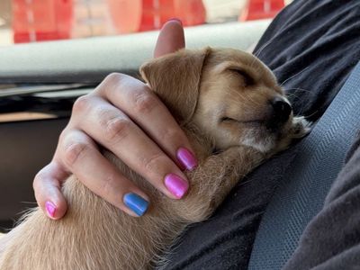 Sweet Chi-poo puppy
