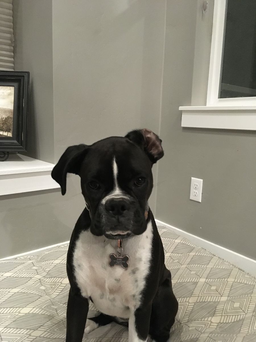Female Boxer 7yo