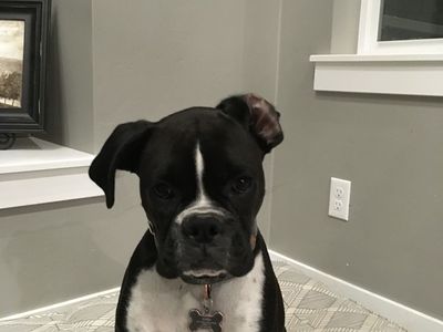 Female Boxer 7yo