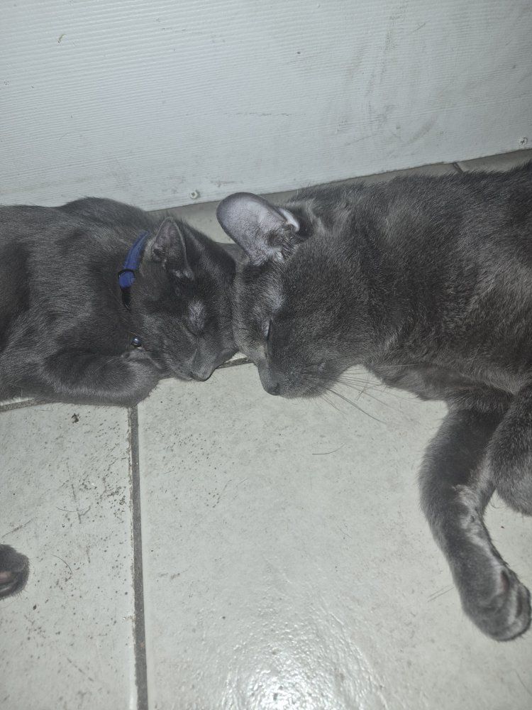 free cute cat and kitten 
