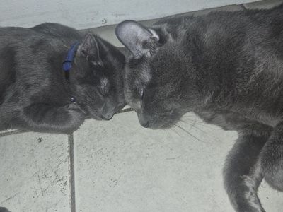 free cute cat and kitten