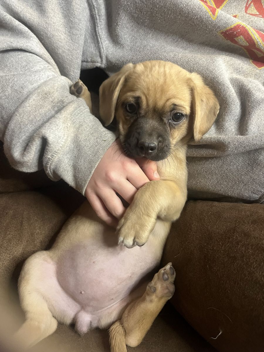 Puggle puppies! Pug/Beagle