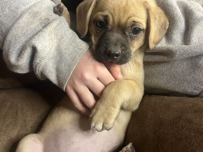 Puggle puppies! Pug/Beagle