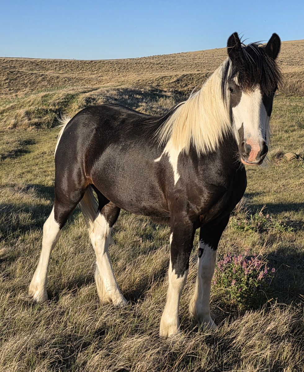 Half Gypsy filly
