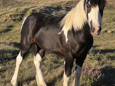 Half Gypsy filly