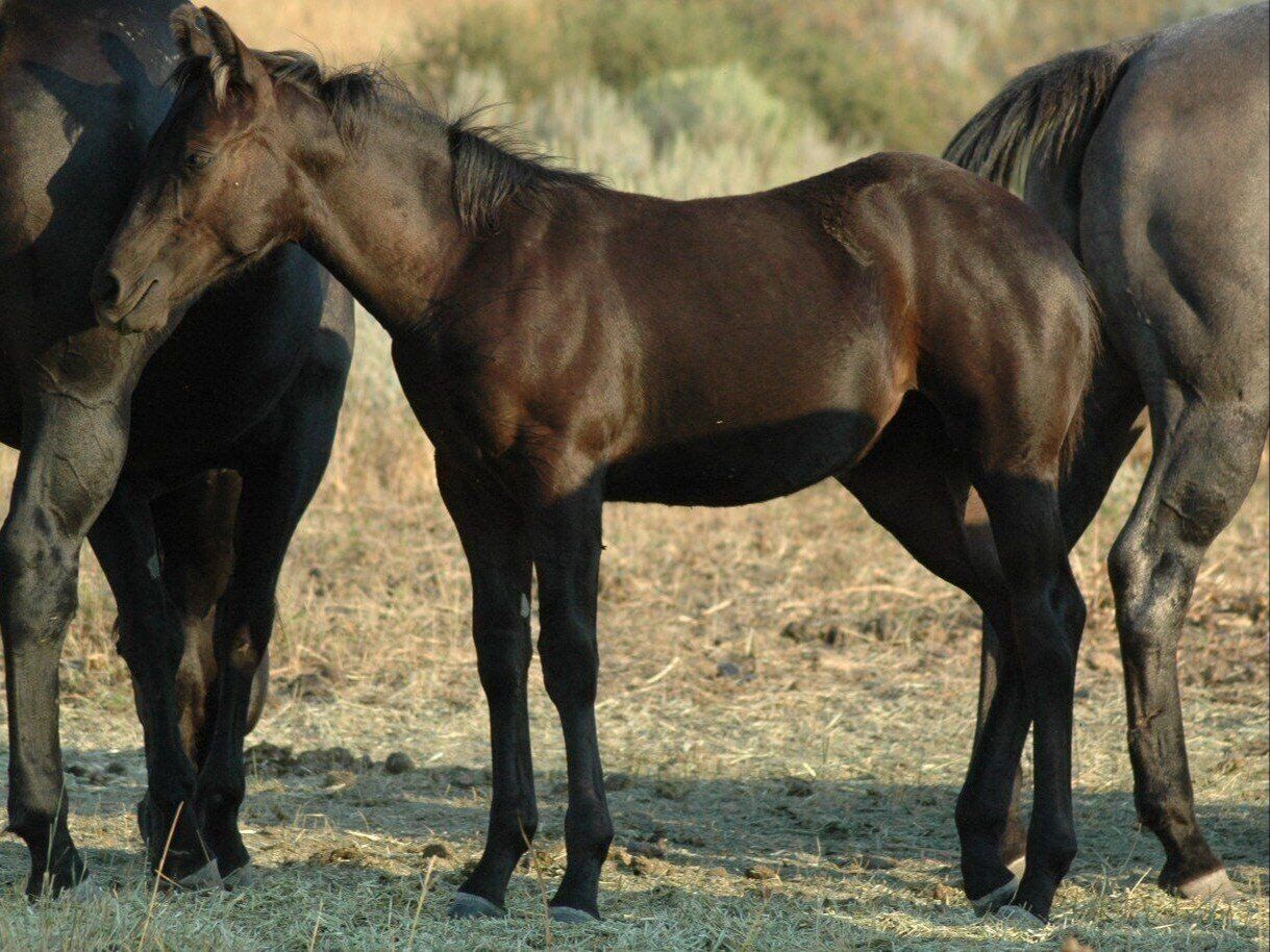 2025 AQHA Weanling Fillies
