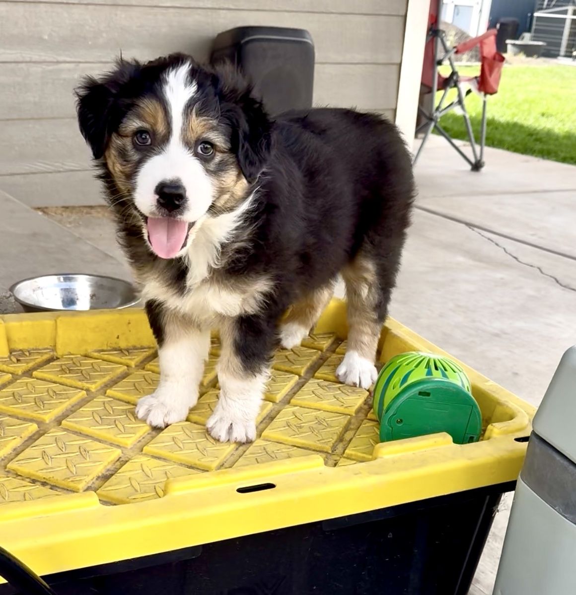 Standard Australian Shepherd Black Tri Female
