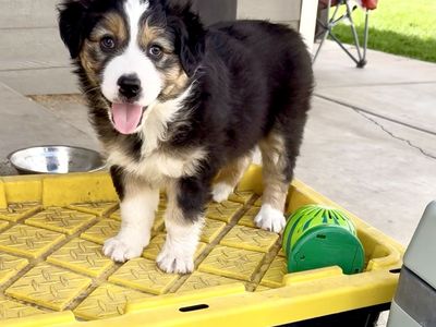Standard Australian Shepherd Black Tri Female