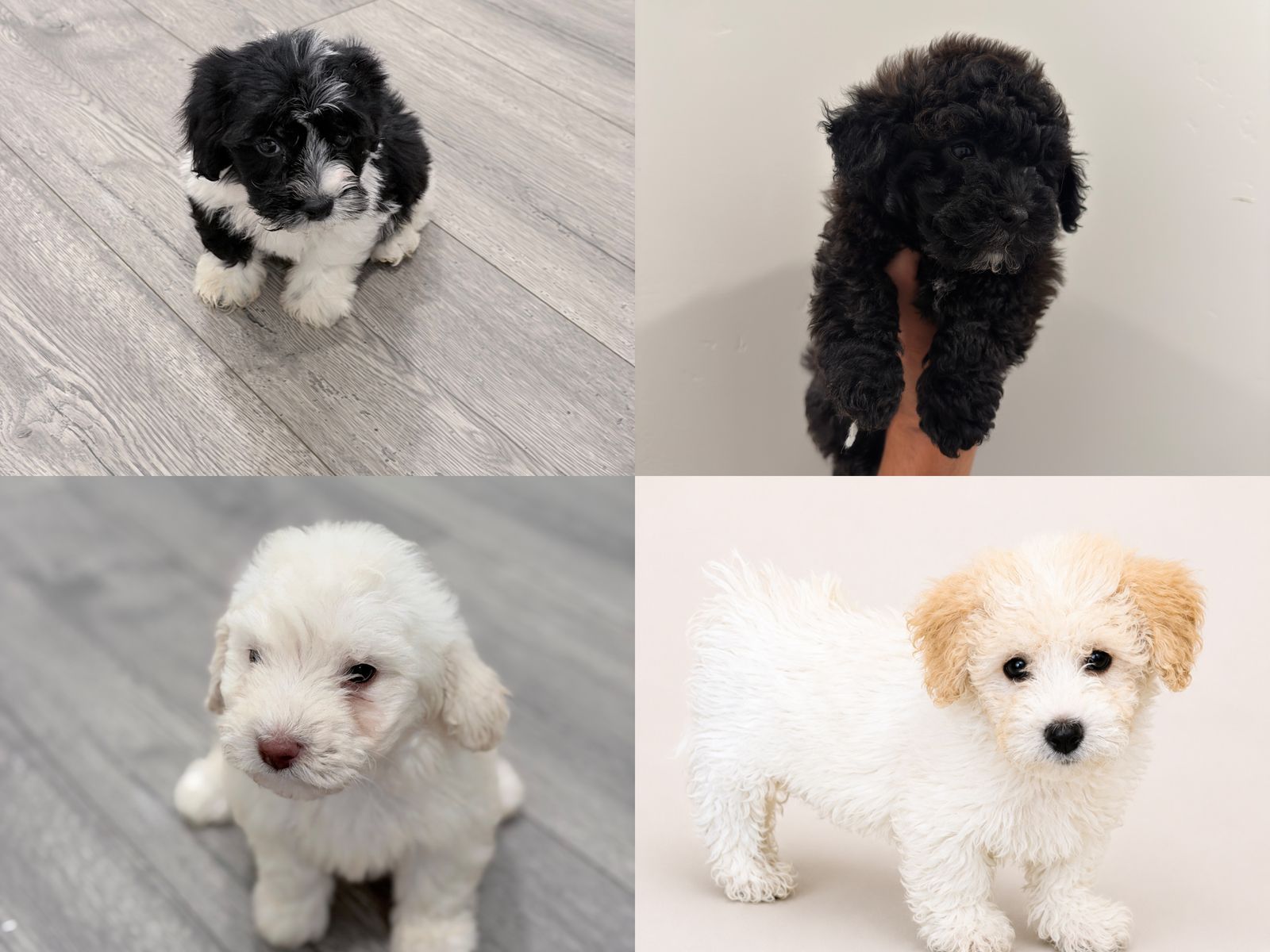 F1 Maltipoo Puppies  Hypoallergenic | Family Raised  Mini/Toy
