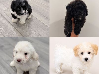 F1 Maltipoo Puppies Hypoallergenic | Family Raised Mini/Toy