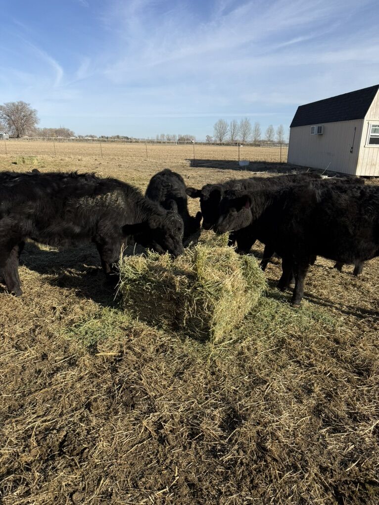 8 Head 2025 Heifer Calves