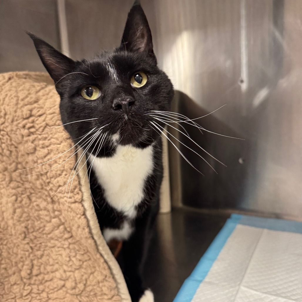 Hello my name is Duney