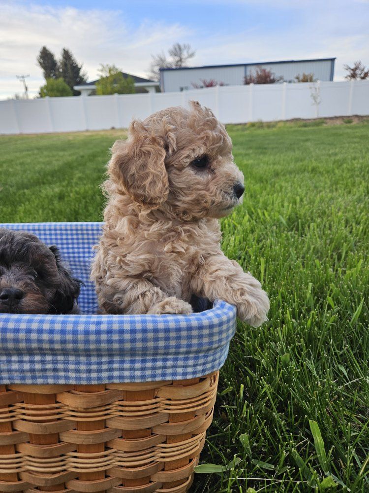 Toy poodle/aussie doodle puppy