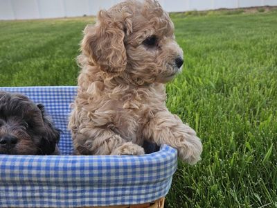 Toy poodle/aussie doodle puppy
