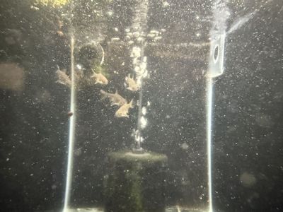 Red Mahseer
