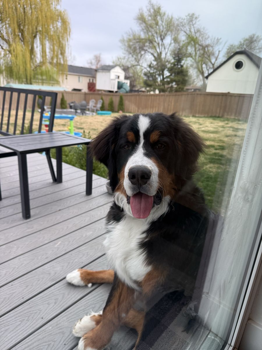8 1/2 month old Bernese Mountain Dog