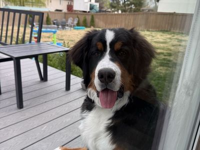 8 1/2 month old Bernese Mountain Dog