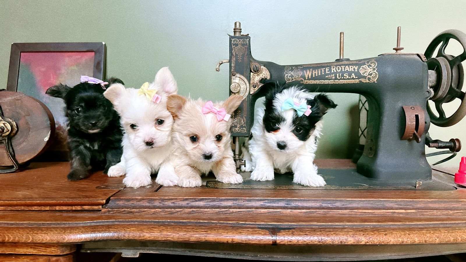 Yorkie puppies