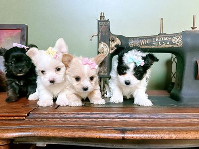 Yorkie puppies